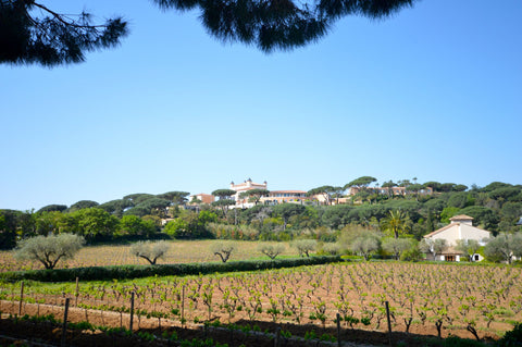 Canebiers-Vignes-1249457-FR