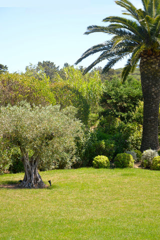 SAINT TROPEZ-SALINS- 2105859-EN